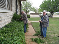 Trimming shrubs